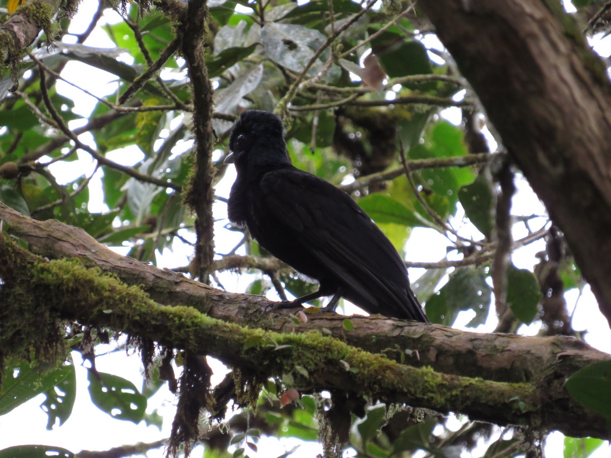 Эквадорская зонтичная птица - ML77664701