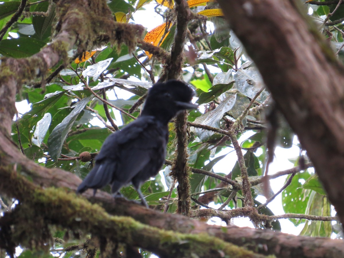Эквадорская зонтичная птица - ML77664741