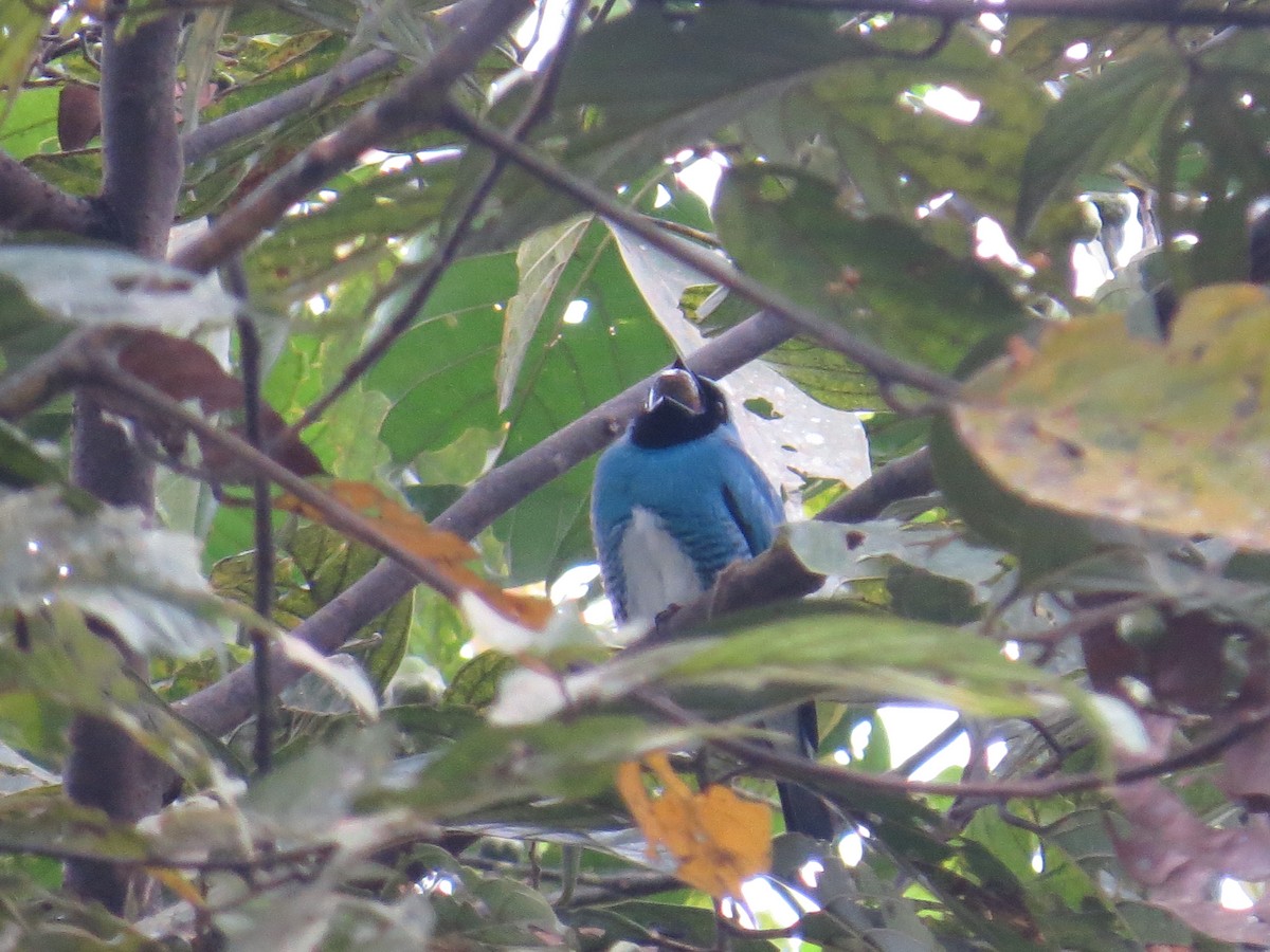 Swallow Tanager - Sara Griffith