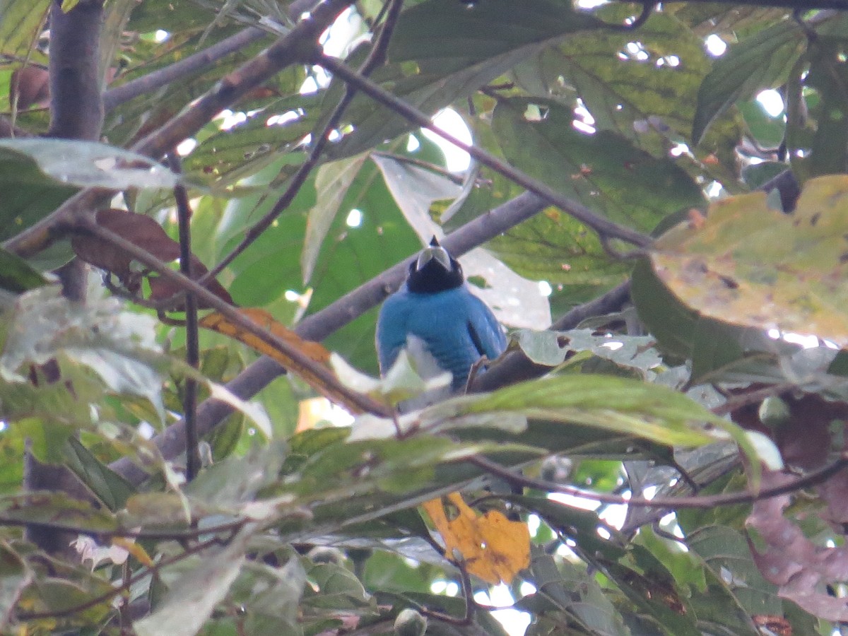 Swallow Tanager - Sara Griffith