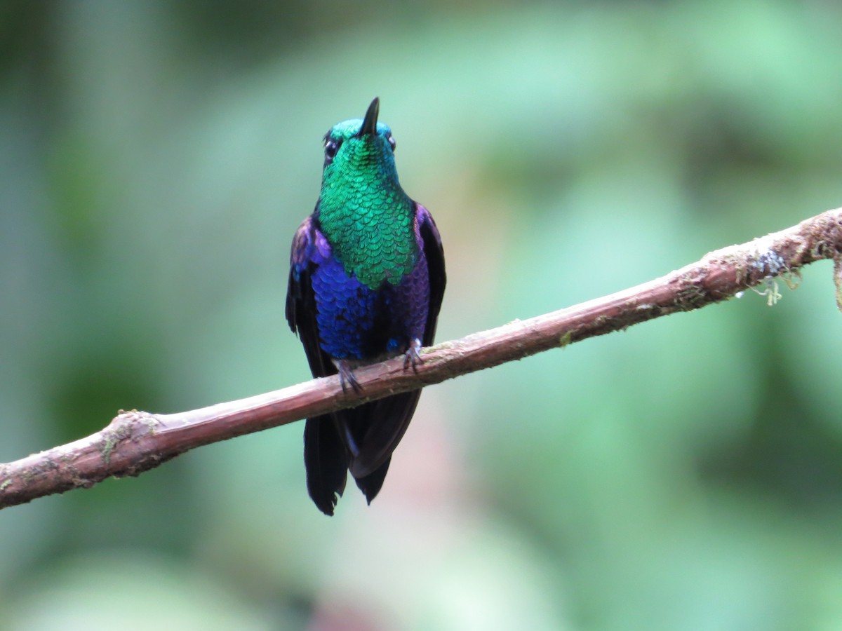 Crowned Woodnymph (Green-crowned/Emerald-bellied) - ML77665371