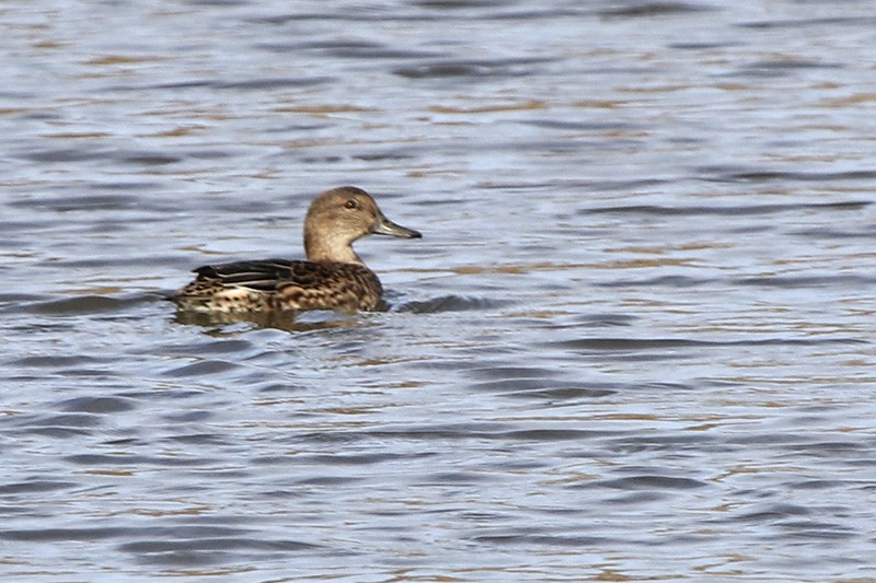 Green-winged Teal - ML77665591