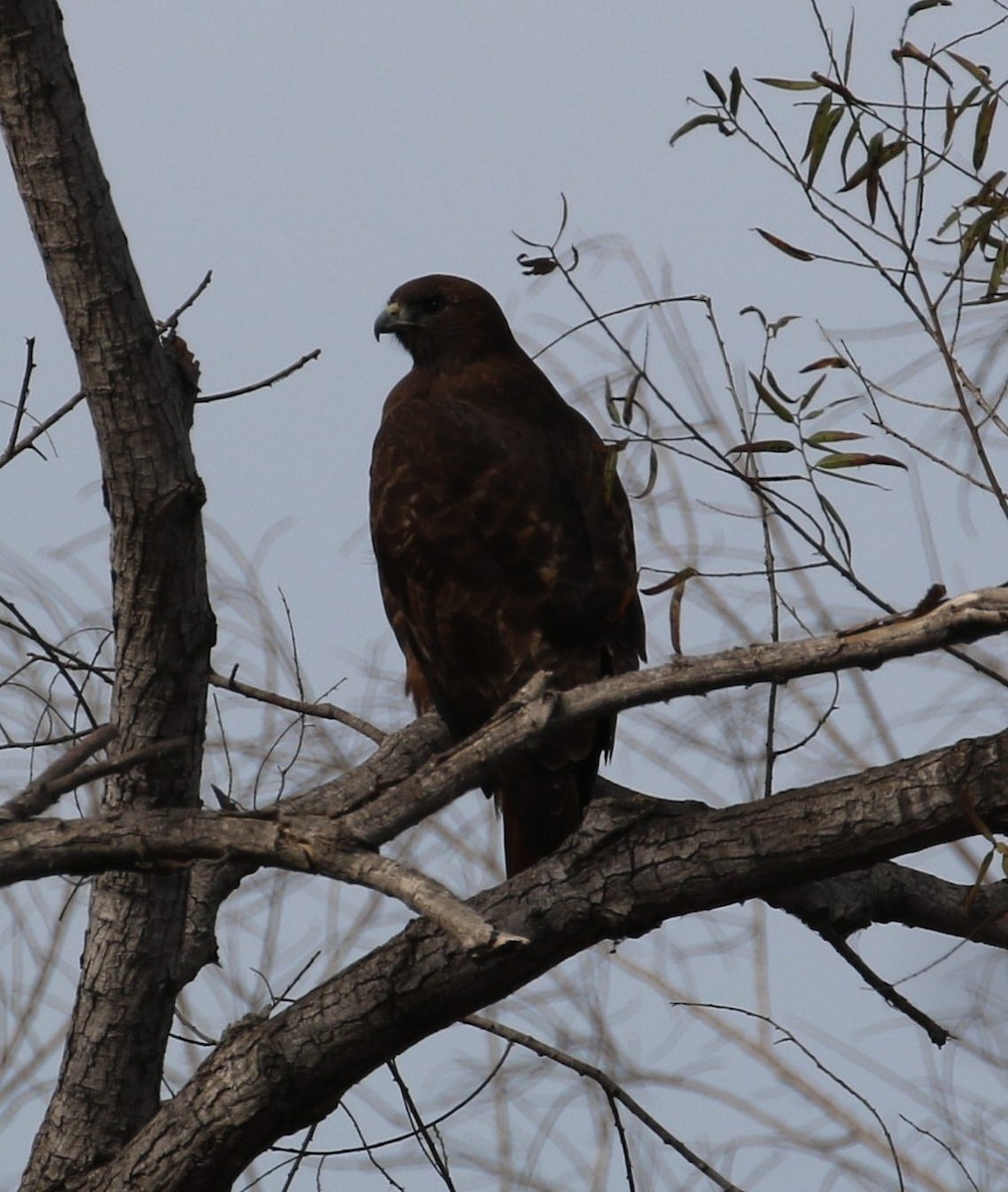Red-tailed Hawk - ML77667441