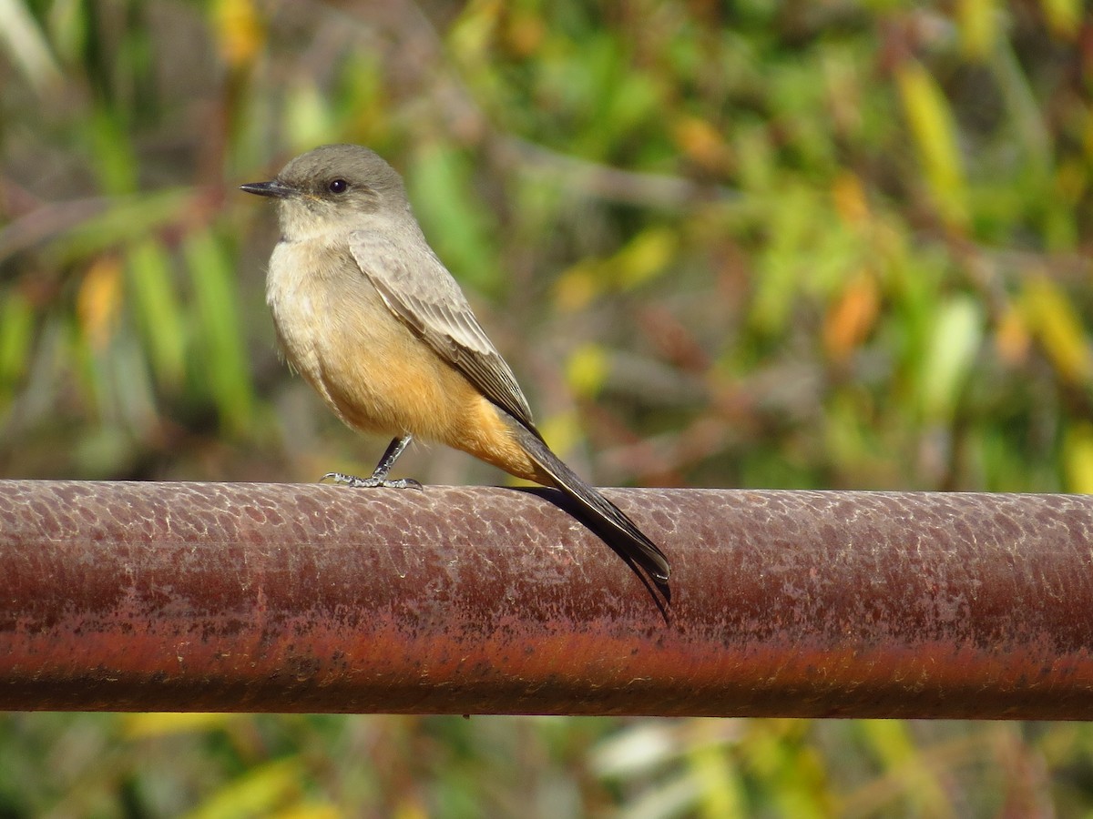 Say's Phoebe - Cathy Beck