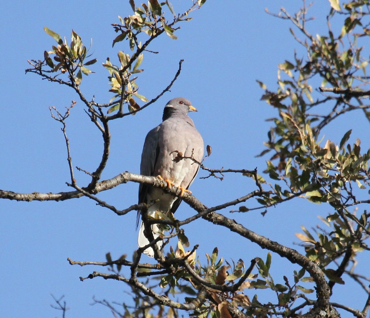 Band-tailed Pigeon - Steve Huckabone