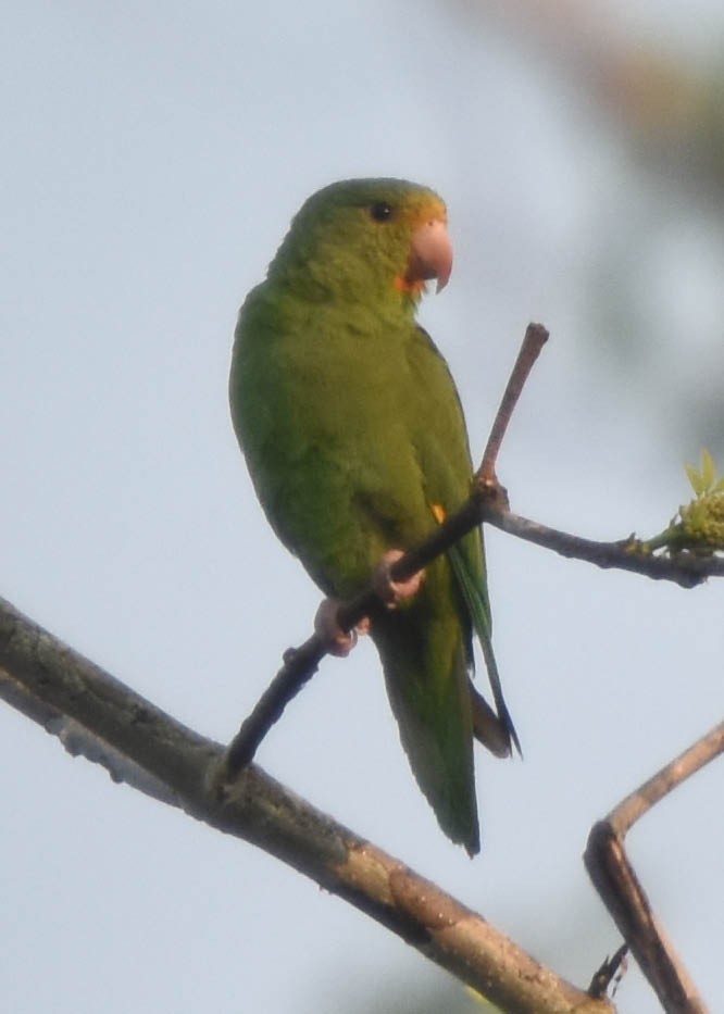 Golden-winged Parakeet - ML77670121