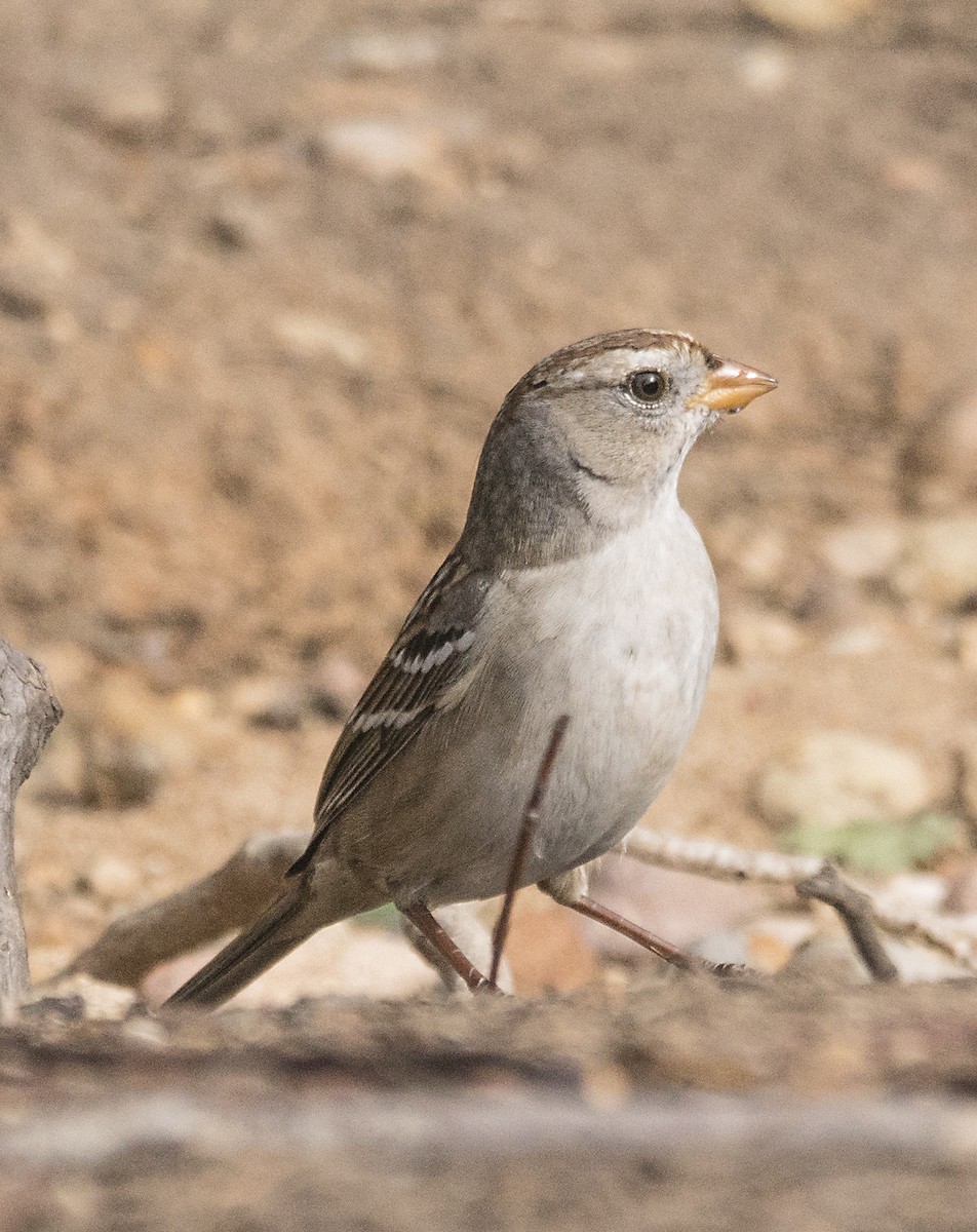 White-crowned Sparrow - ML77670881