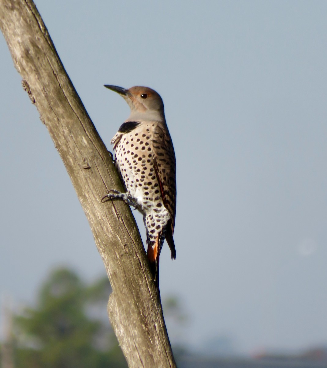 Northern Flicker (Red-shafted) - ML77675181