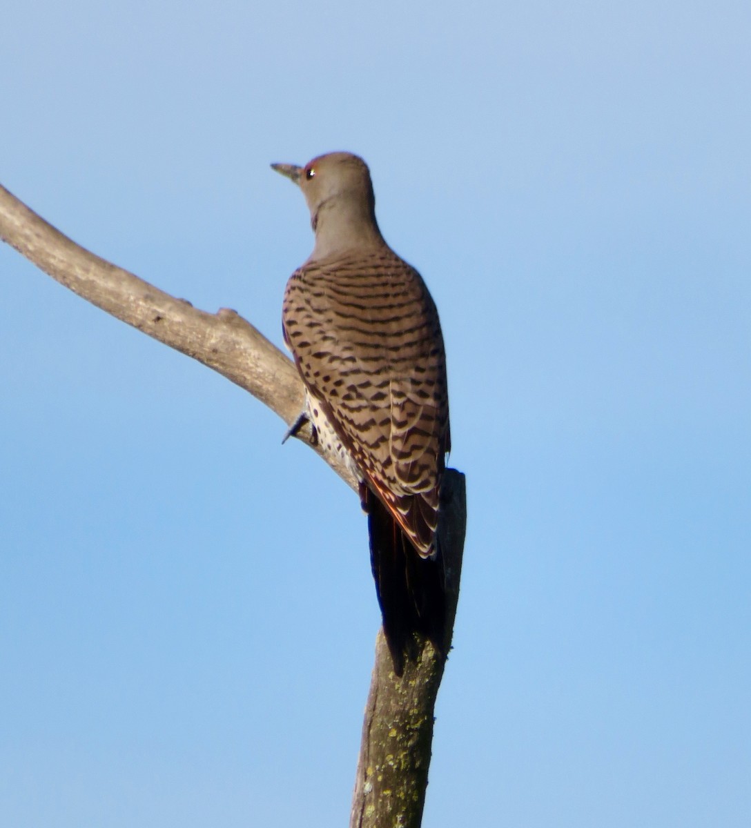Northern Flicker (Red-shafted) - ML77675211