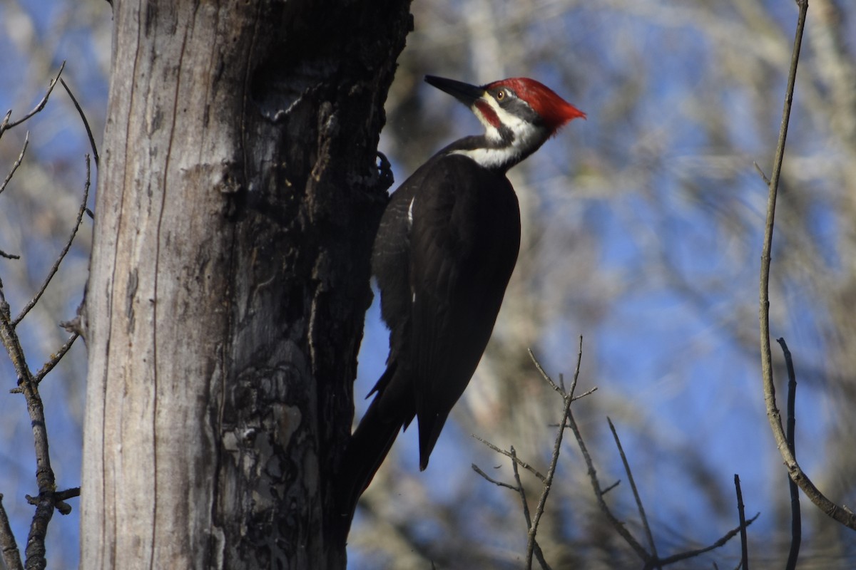 Pileated Woodpecker - ML77678761