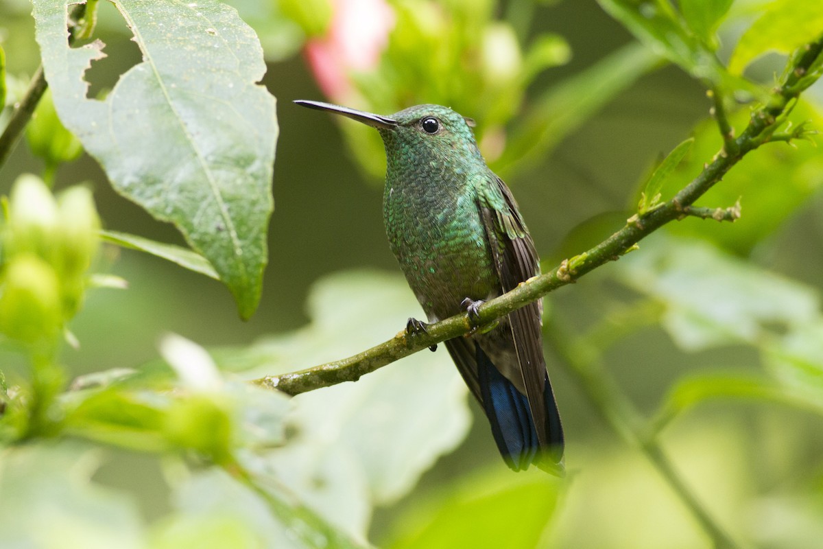 Blue-vented Hummingbird - Thomas Barbin