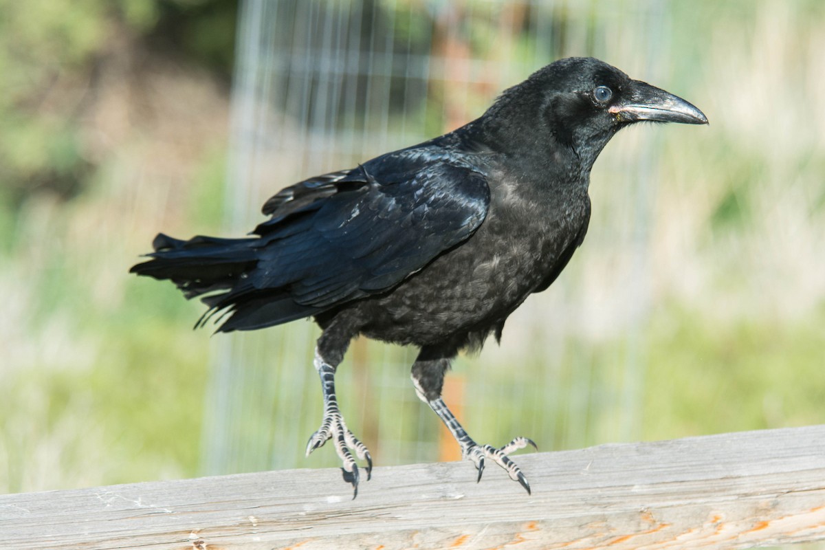Common Raven - Joshua Little