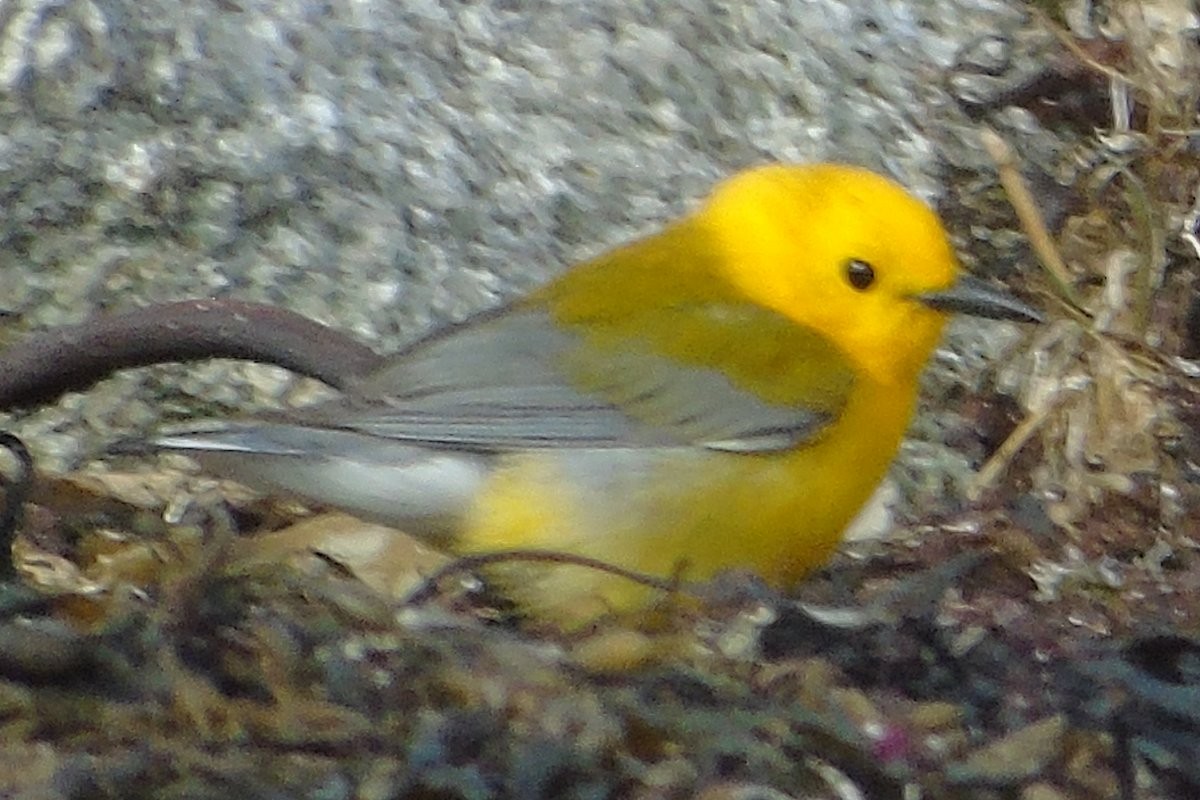 Prothonotary Warbler - ML77682701