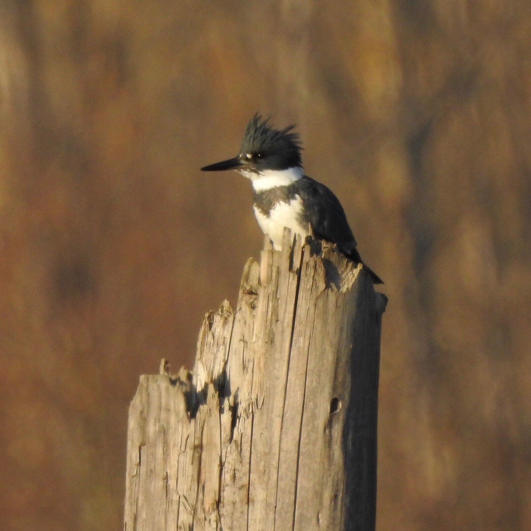 Belted Kingfisher - Tom Myers