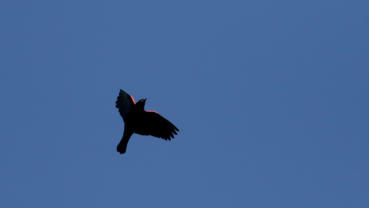 Red-winged Blackbird (Red-winged) - ML77685341