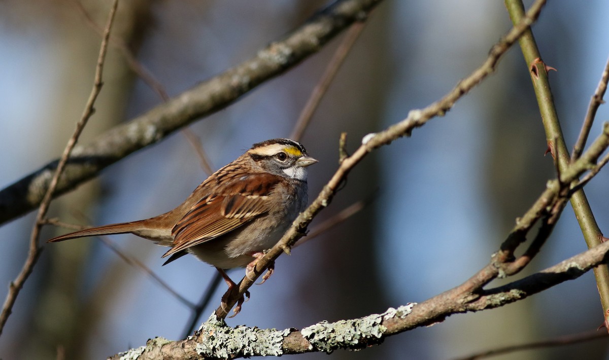 White-throated Sparrow - ML77685571