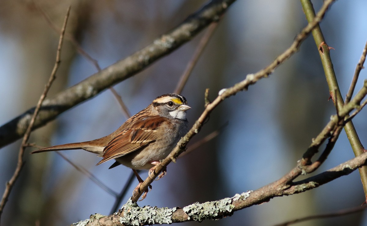 White-throated Sparrow - ML77685611