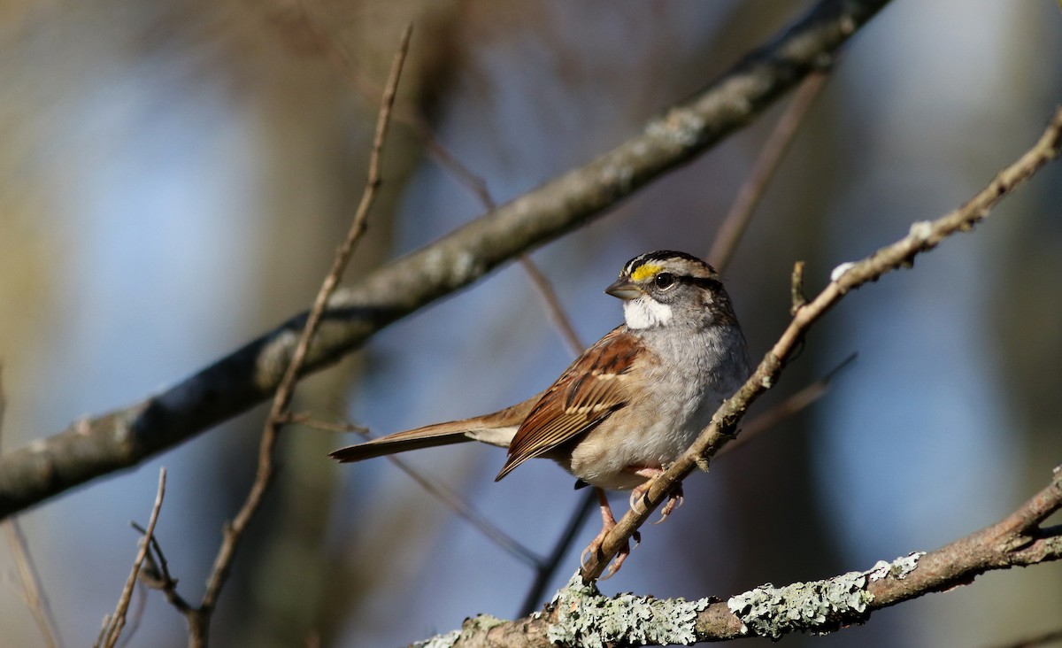 White-throated Sparrow - ML77685651