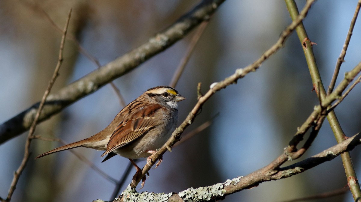 White-throated Sparrow - ML77685661