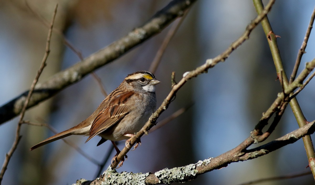 White-throated Sparrow - ML77685671