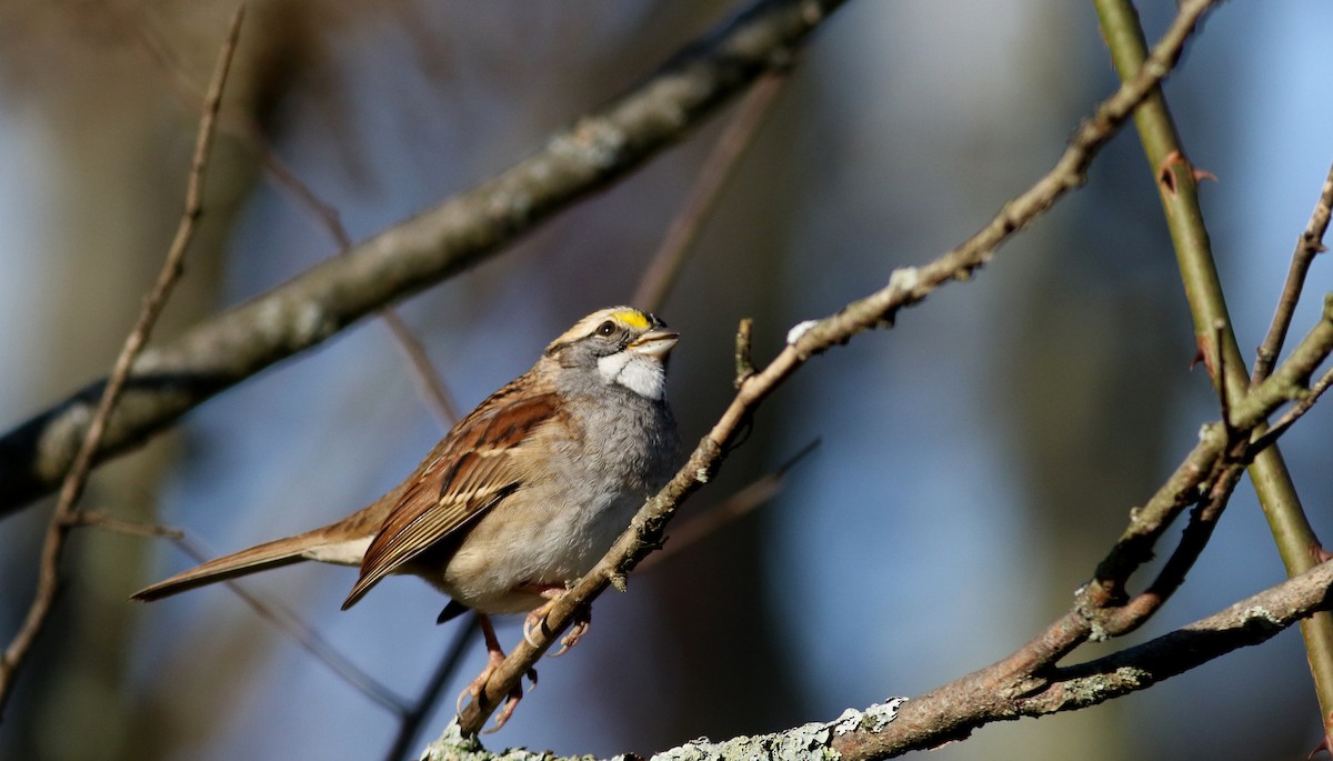 White-throated Sparrow - ML77685681