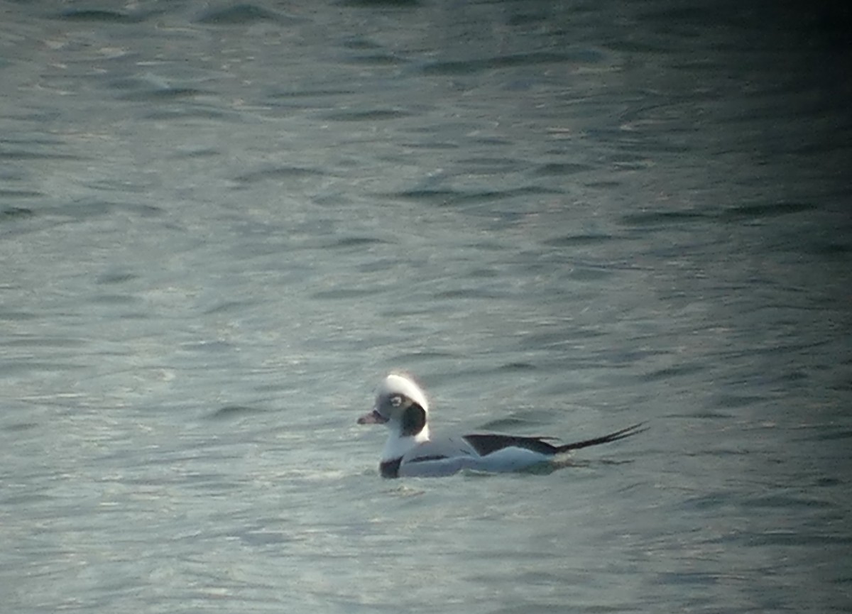 Long-tailed Duck - ML77686271