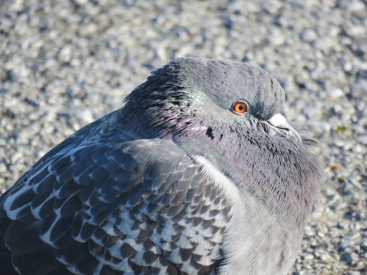 Rock Pigeon (Feral Pigeon) - Kyle Klotz