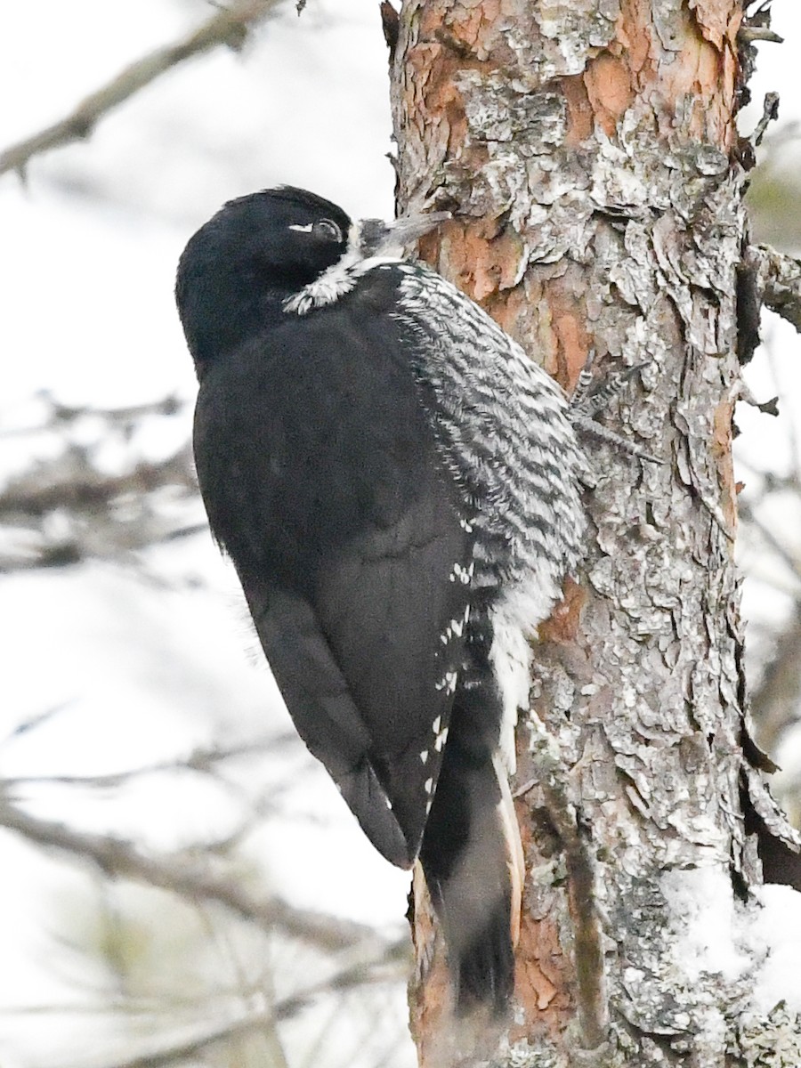 Black-backed Woodpecker - clay spencer