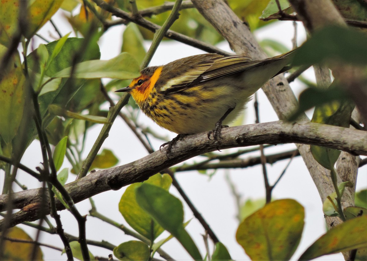 Cape May Warbler - ML77690041