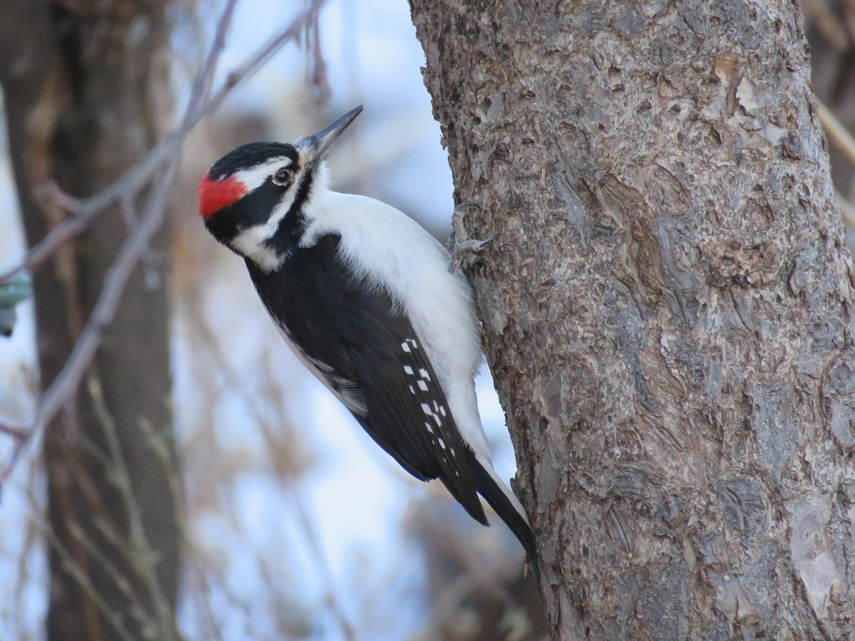 Hairy Woodpecker (Rocky Mts.) - Dave Hawksworth