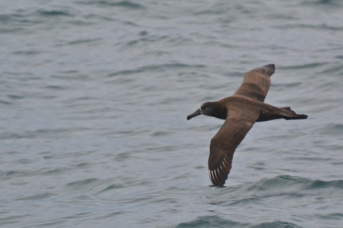 Black-footed Albatross - ML77692521