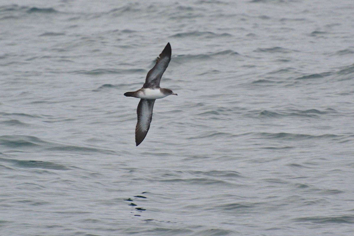Pink-footed Shearwater - ML77692541