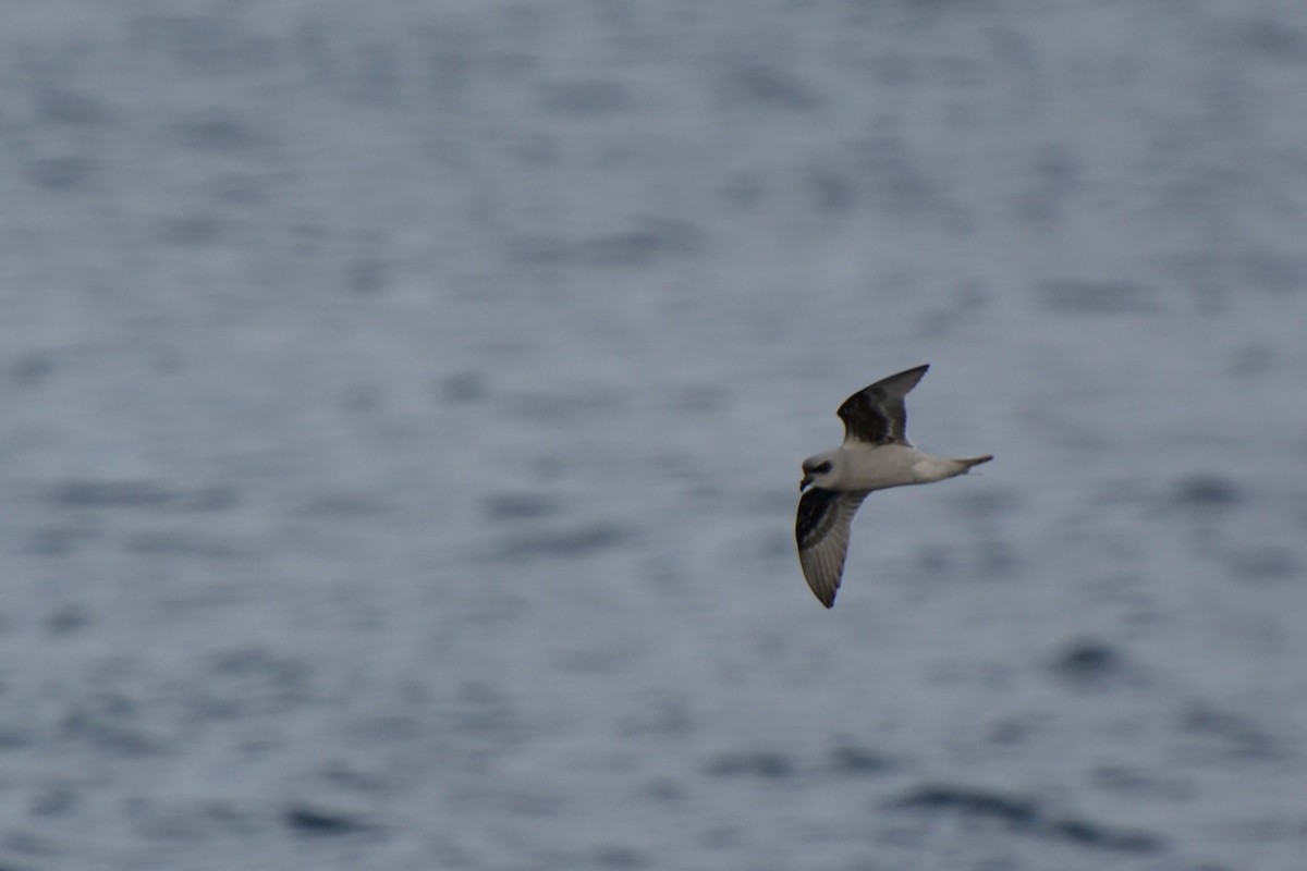 Fork-tailed Storm-Petrel - ML77692631