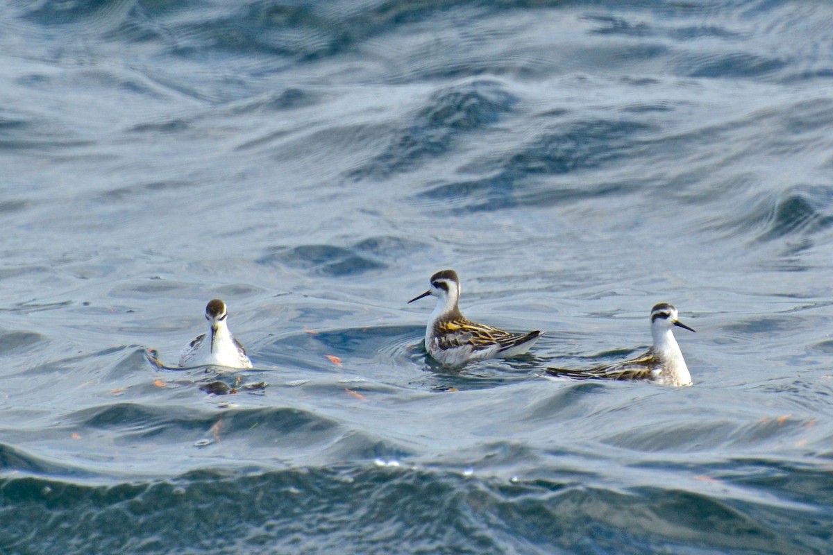 eBird Checklist 17 Jul 2014 Fishing the Top End 16 species