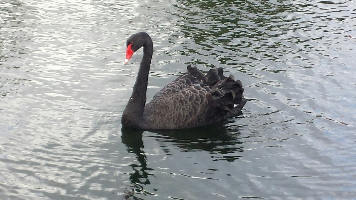 Black Swan - ML77696921
