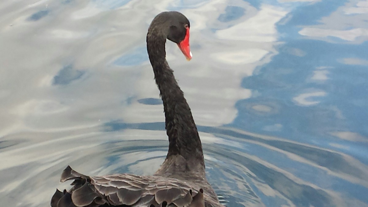 Black Swan - William Scott