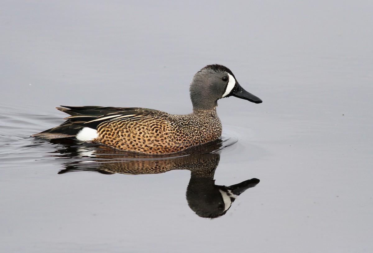 Blue-winged Teal - ML77698261
