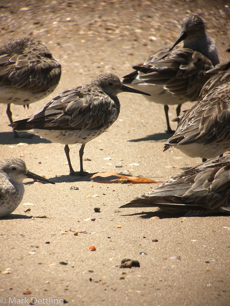 Great Knot - ML77698291