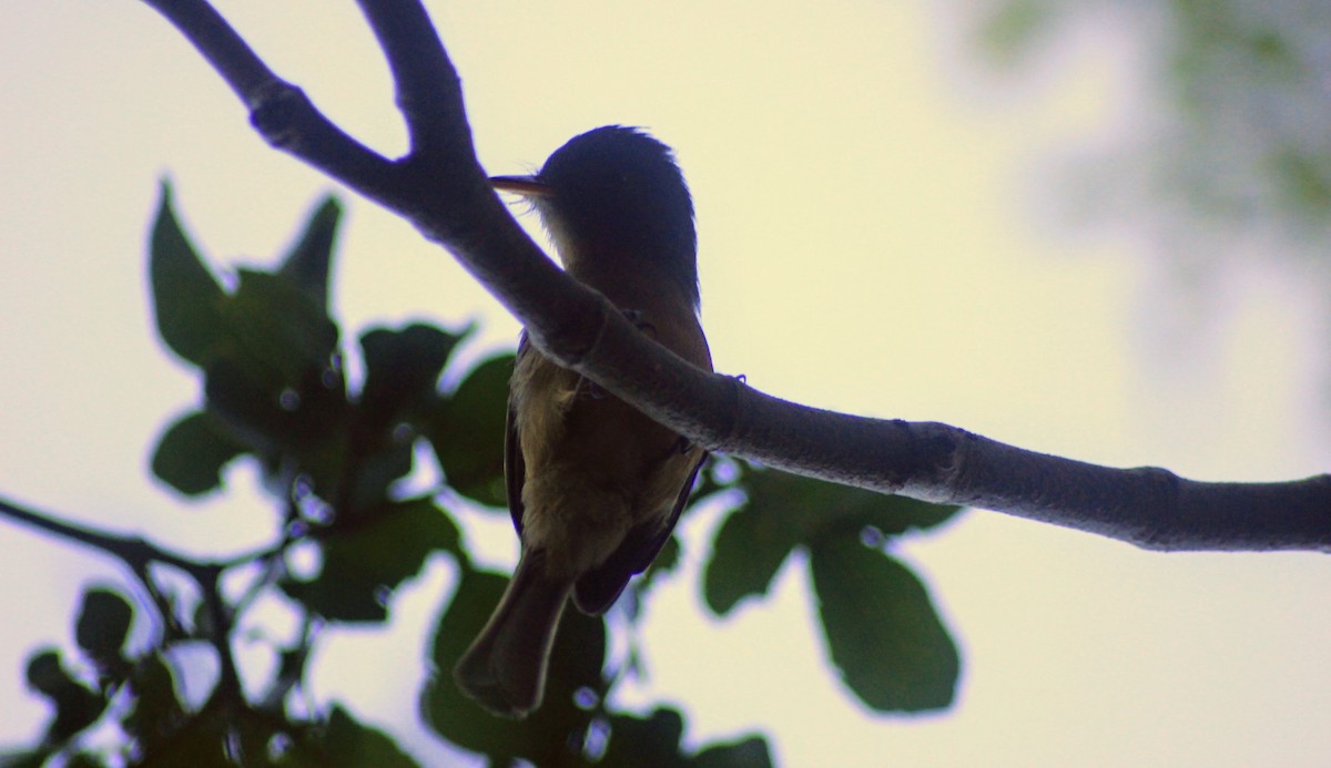 Lesser Antillean Pewee (Puerto Rico) - Thad Roller