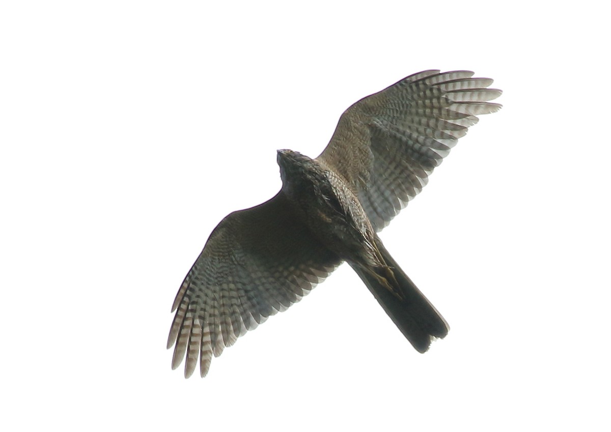 Collared Sparrowhawk - Michael Rutkowski