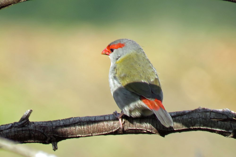 Red-browed Firetail - ML77702531