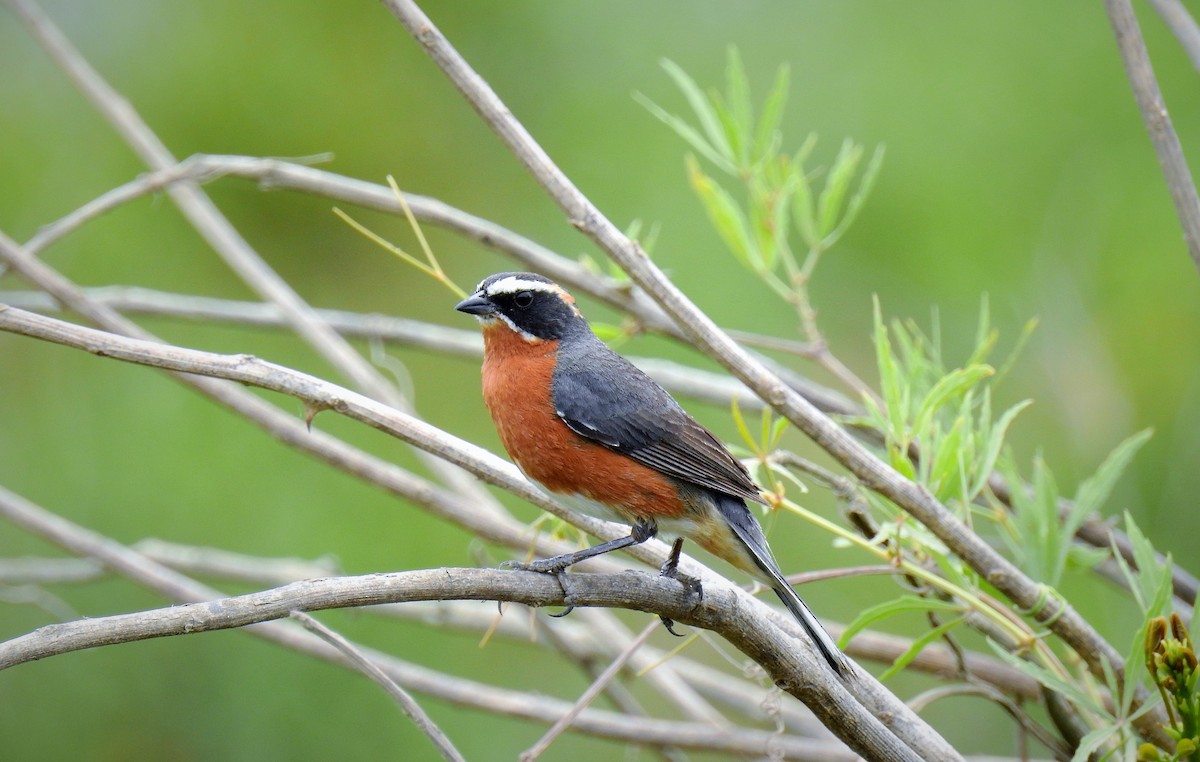 Black-and-rufous Warbling Finch - ML77705671