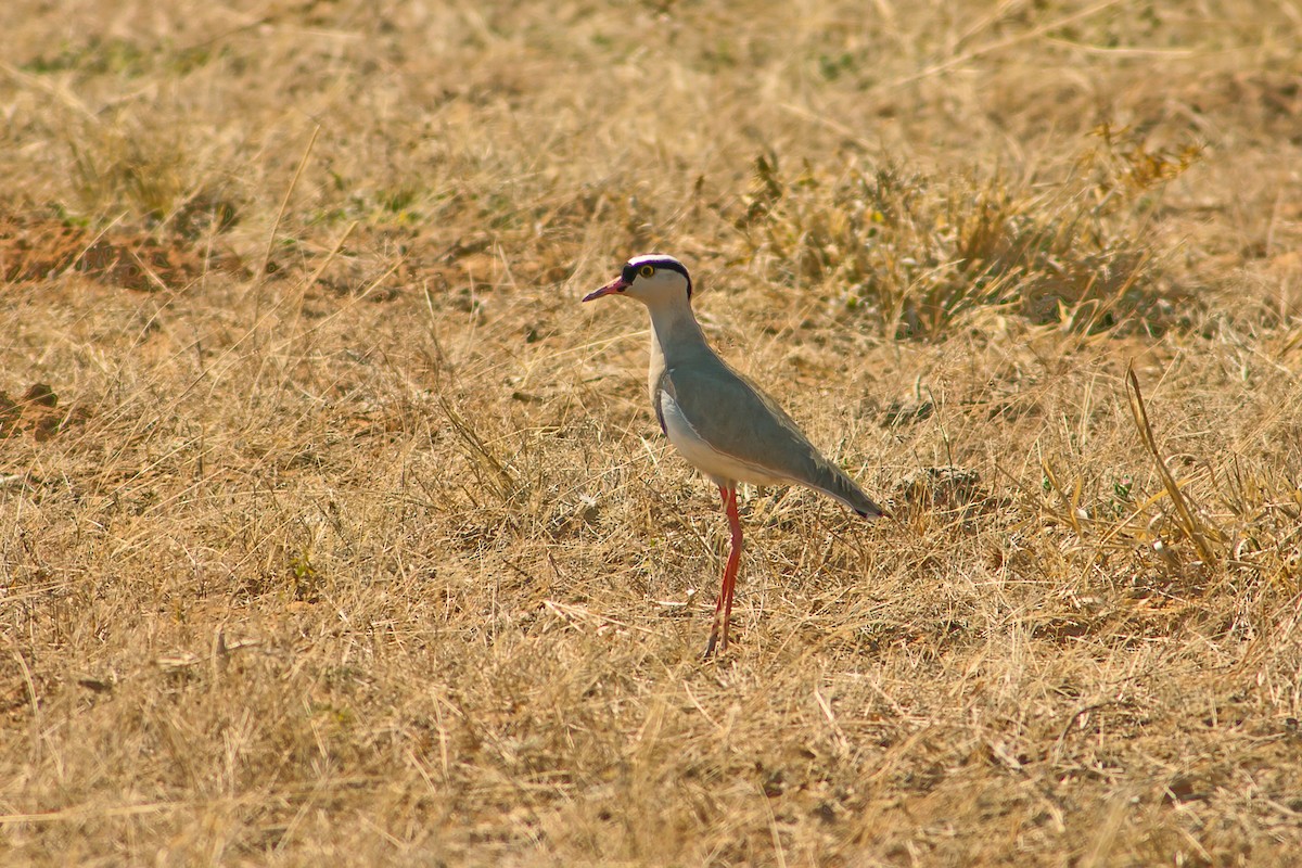 Crowned Lapwing - graichen & recer