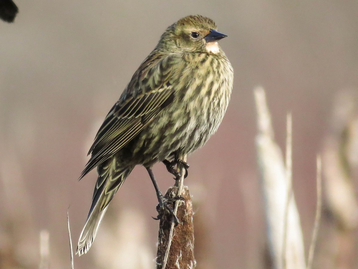 Red-winged Blackbird (Red-winged) - ML77708451