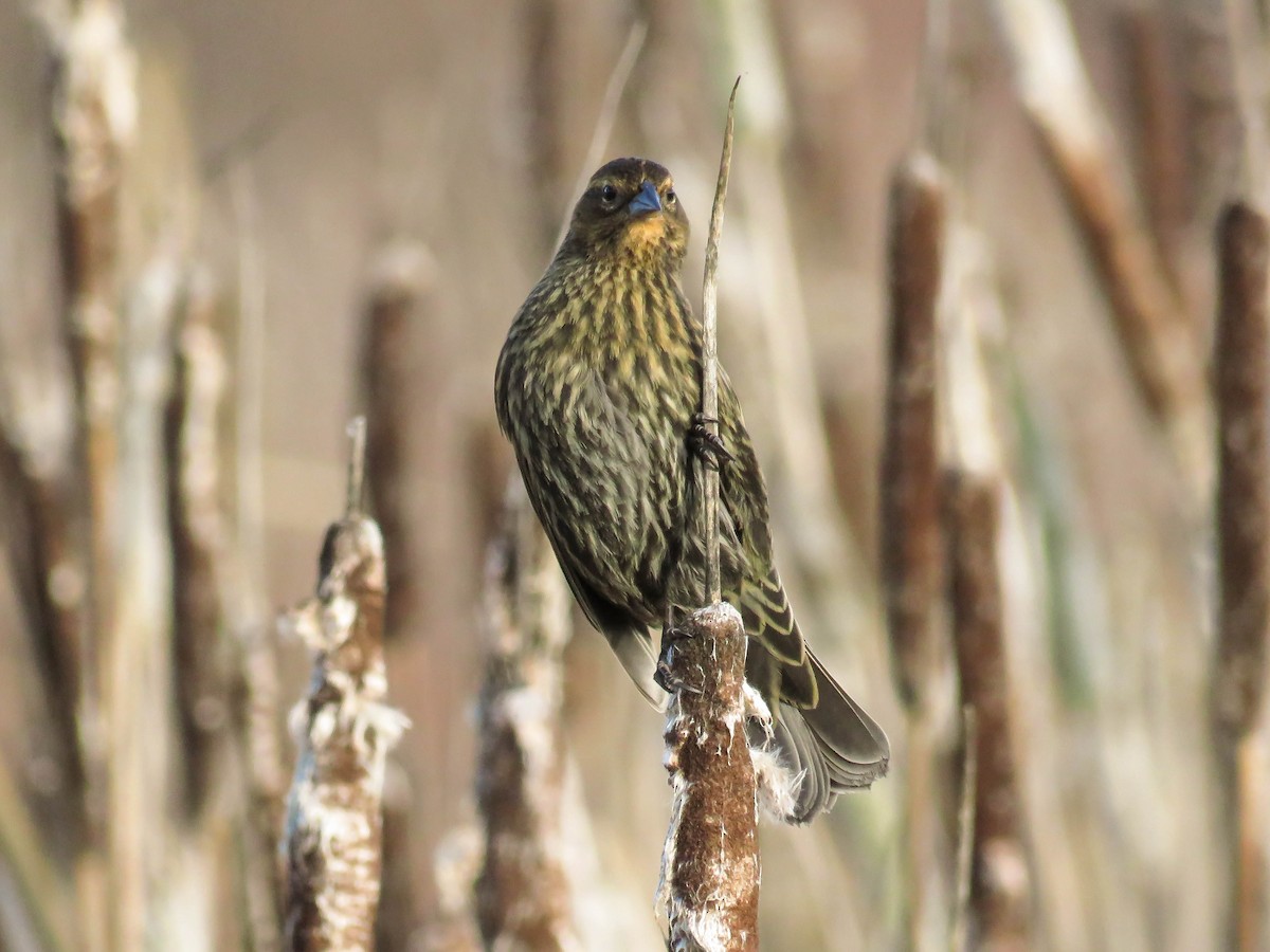 Red-winged Blackbird (Red-winged) - ML77708471