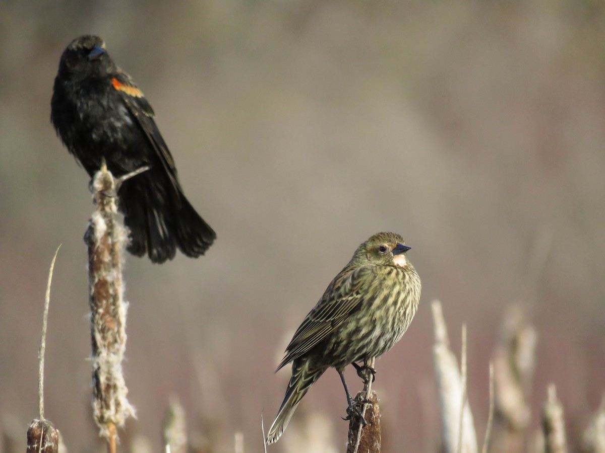 Red-winged Blackbird (Red-winged) - ML77708481