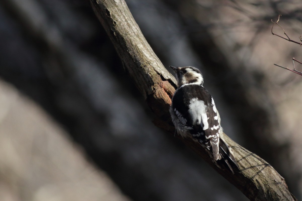 Gray-capped Pygmy Woodpecker - Chinmay Rahane