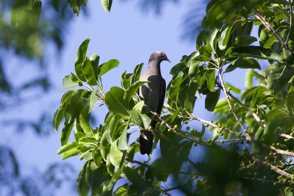 White-crowned Pigeon - ML77710181