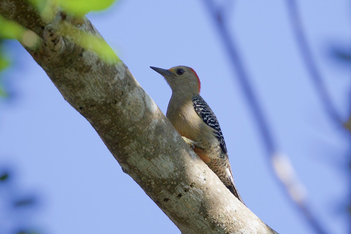 Yucatan Woodpecker - Cory Gregory