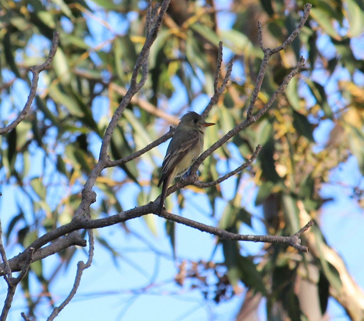 Greater Pewee - ML77712761